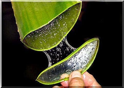 Aloe vera gel from the leaf