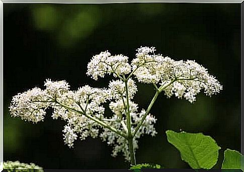 elderflower