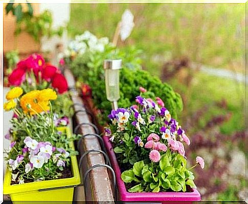 Flowers in flower boxes on the balcony