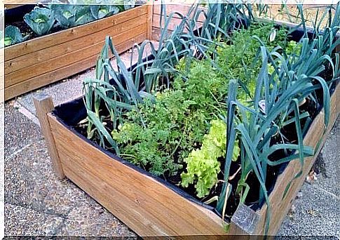 Wooden boxes with vegetable garden