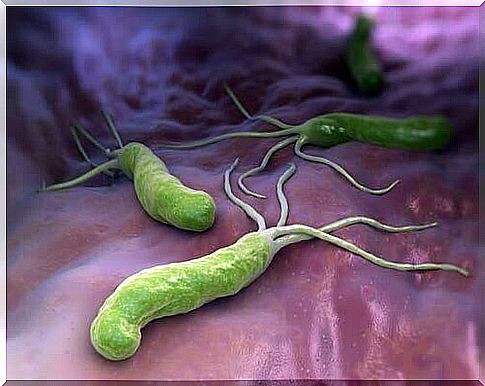 Bacteria in the body