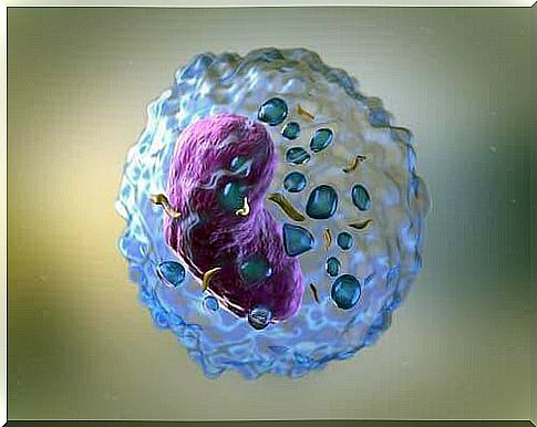 White blood cell carries out immune response