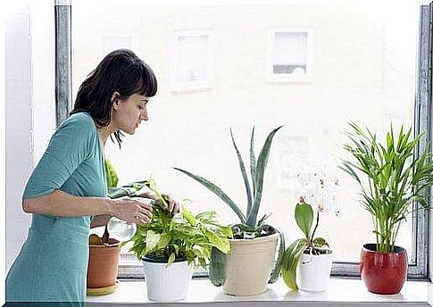 Taking care of plants