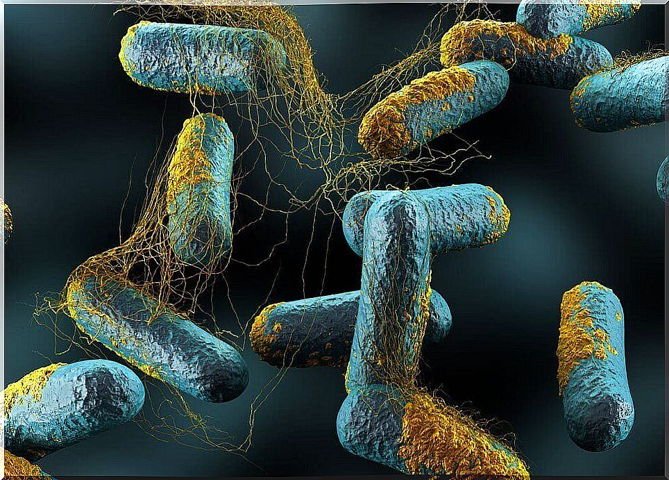 Streptococcal bacteria