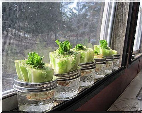 Grow lettuce