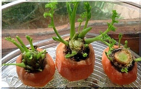 Growing carrots