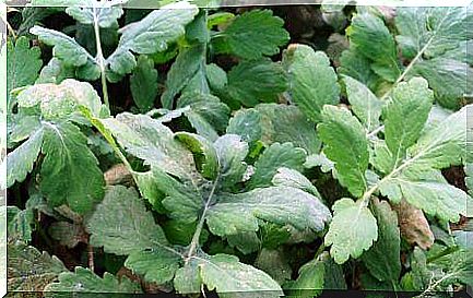 Chelidonium to purify the liver