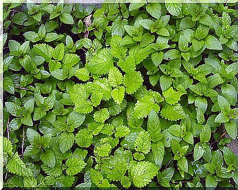 Mint to cleanse the liver