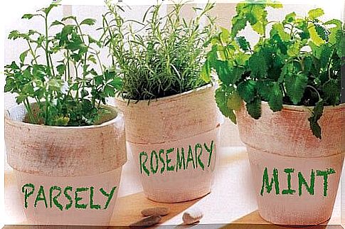 How do you grow rosemary, parsley and mint at home?