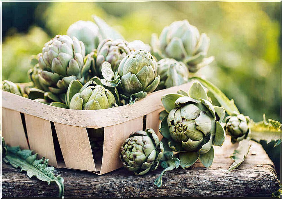 Lose weight effectively with the artichoke diet