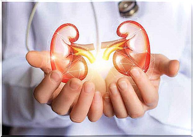 Display healthy kidneys