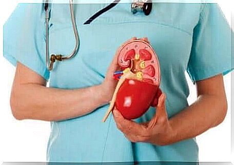 A doctor holds a plastic cross section of a kidney