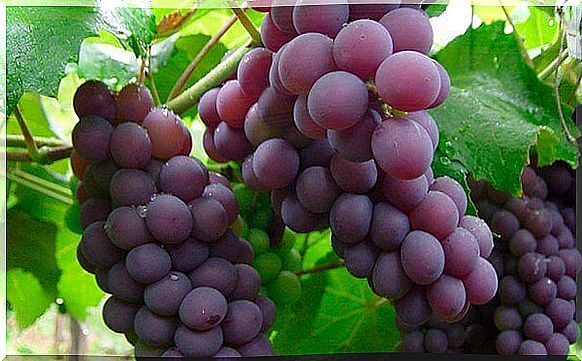 Bunches of red grapes