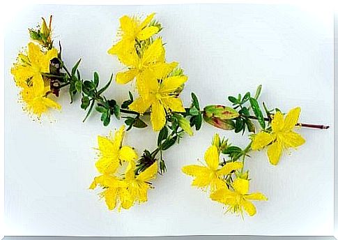 St. John's wort helps with chronic fatigue