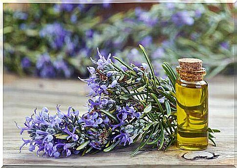 Essential oils for your rosemary beauty