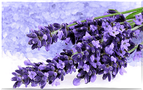 Lavender