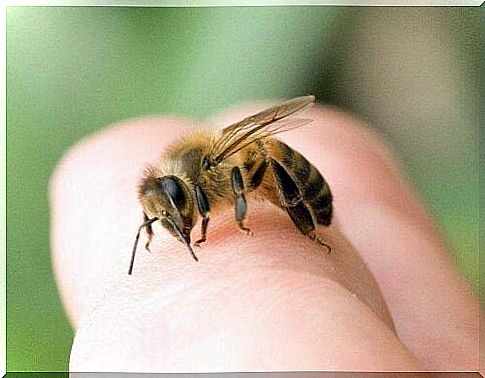 A bee sits on a finger