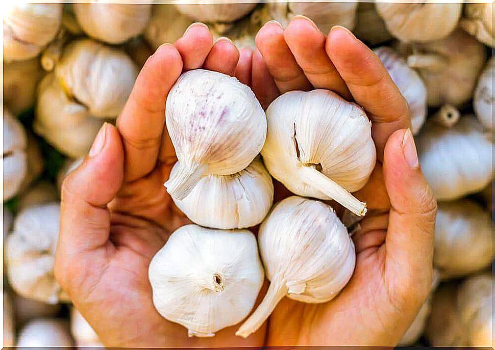 Garlic against head fungus