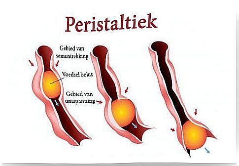 The steps of the process of peristalsis