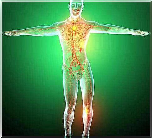 The organs of the lymphatic system