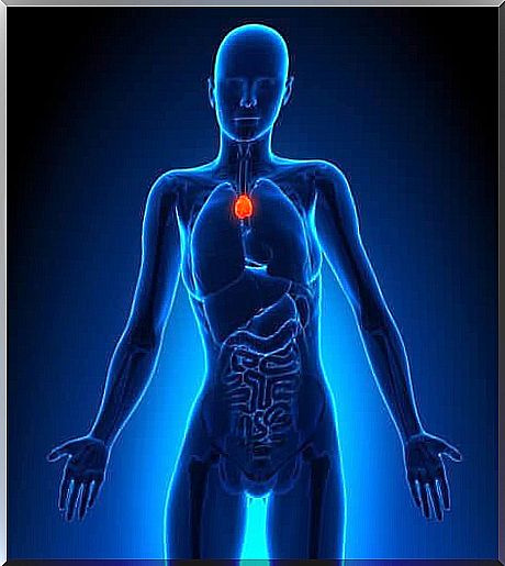 The role of the thymus in the lymphatic system