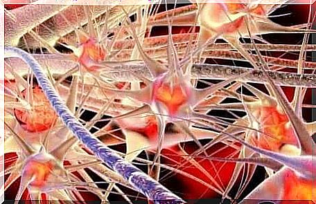 brain neurons