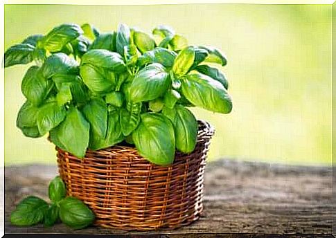 Types of Basil You Can Grow in Your Garden