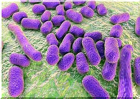 Group of bacteria on a surface